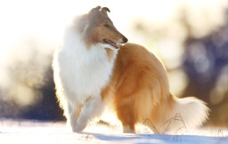 M7Male